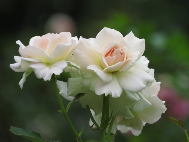 梅雨に咲いた薔薇・シュシュ