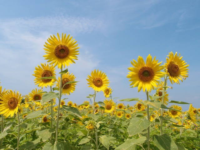 夏の花の主役・ひまわり