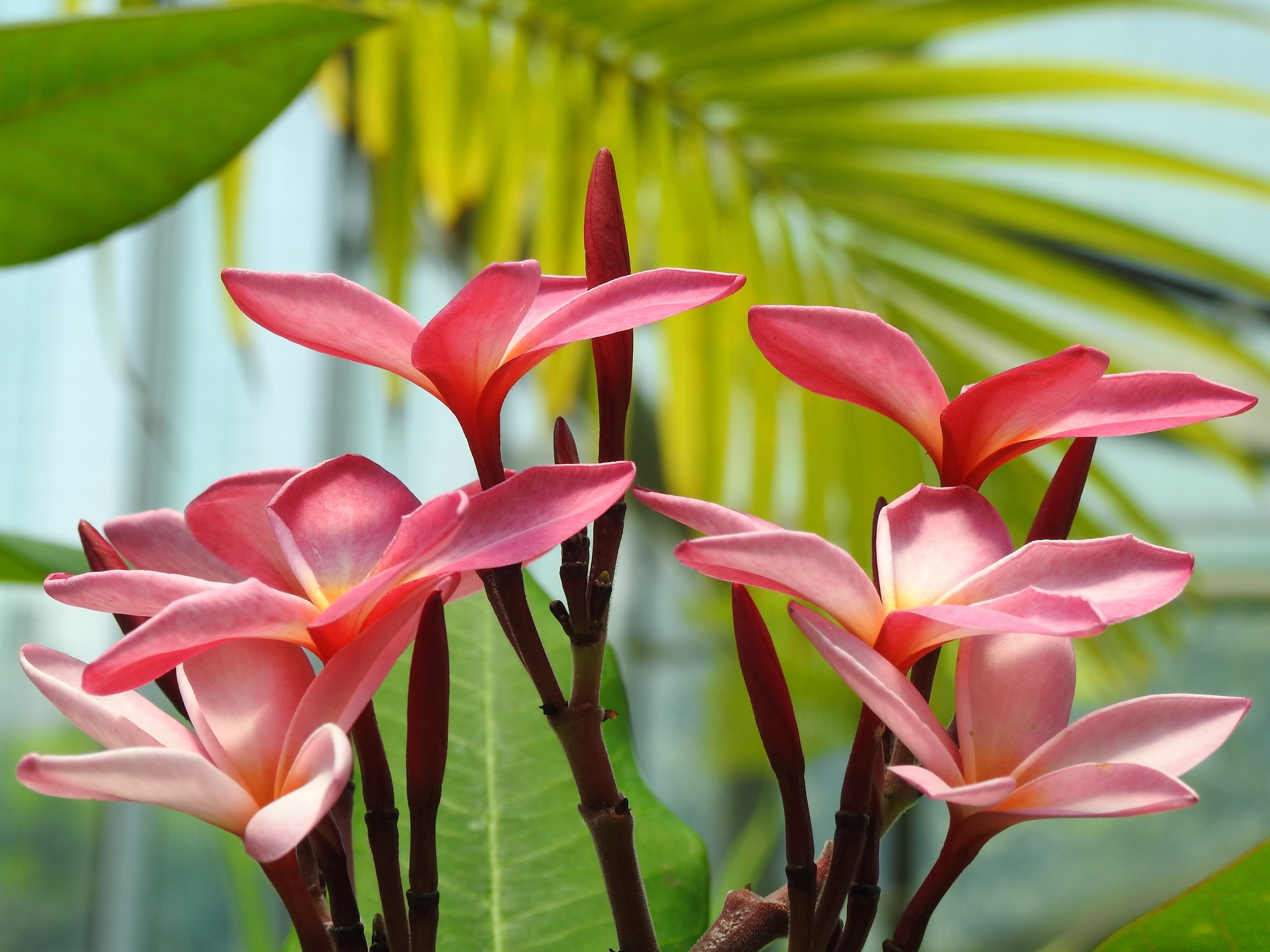 花 植物 プルメリア 壁紙19x1440 壁紙館