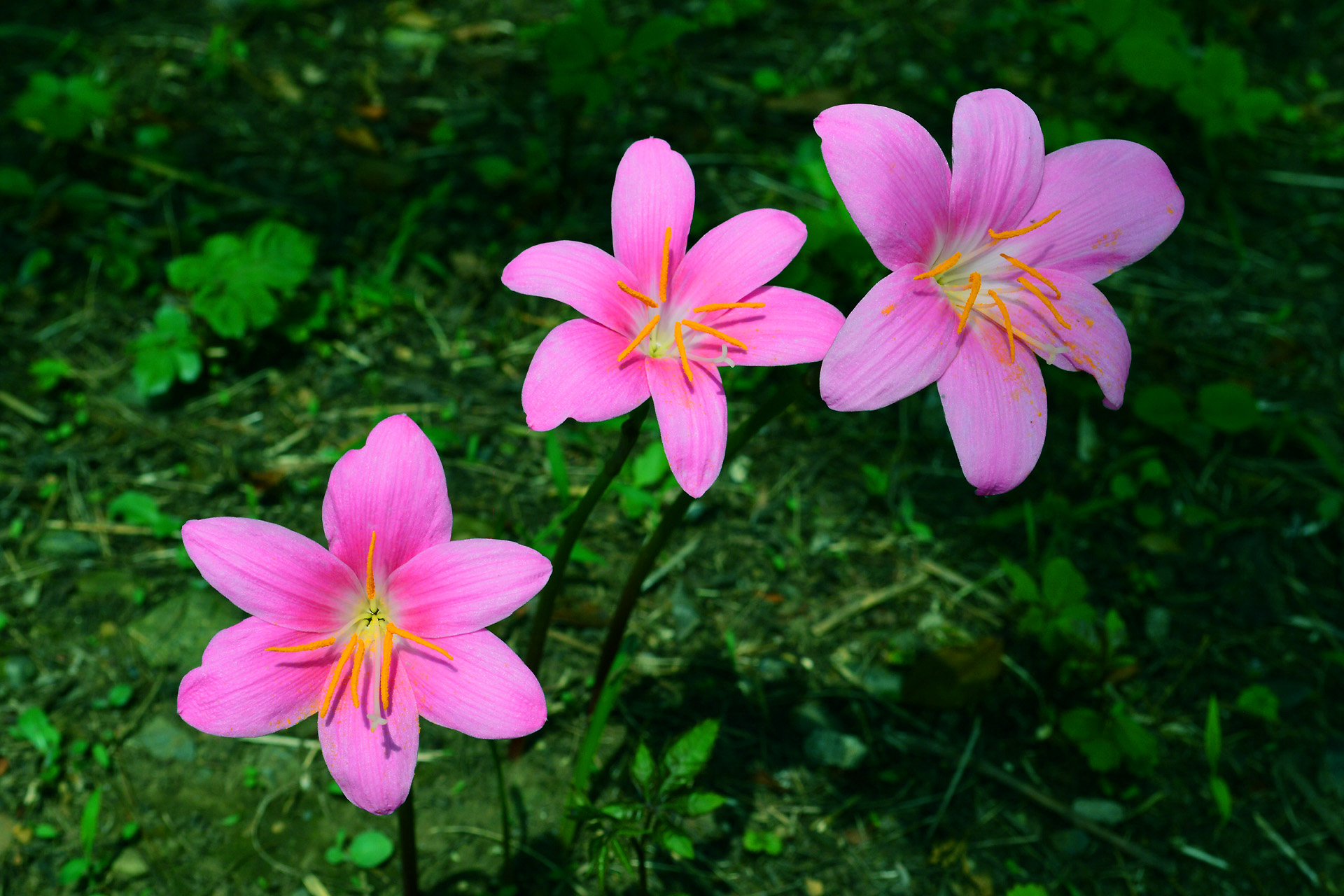 花 植物 ゼフィランサス 壁紙19x1280 壁紙館