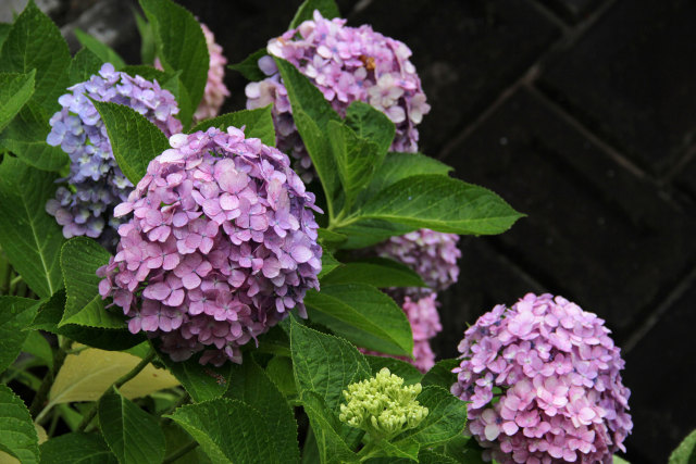 まん丸な紫陽花