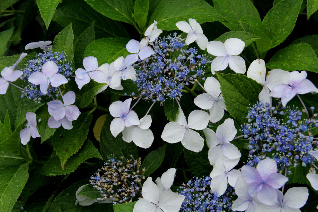 日蔭に咲く・額紫陽花