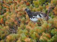 常念岳の雄雷鳥8