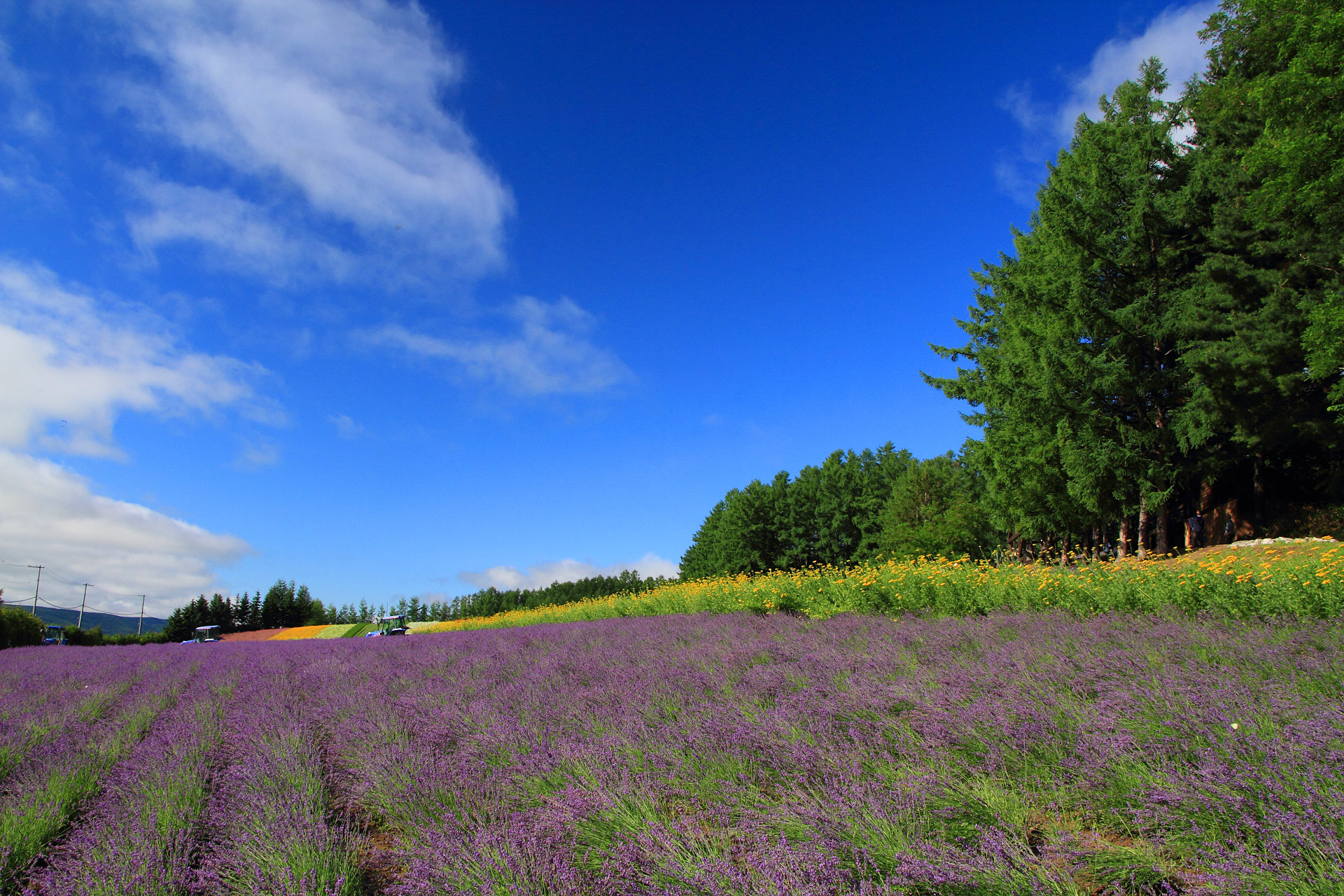 日本の風景 夏風景 ファーム富田 壁紙19x1280 壁紙館