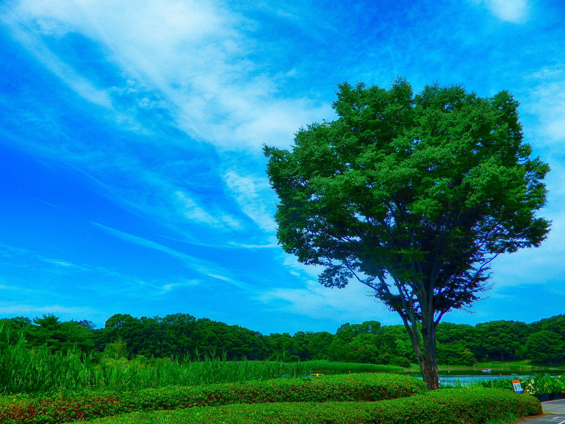 日本の風景 大きな木のある風景 壁紙19x1440 壁紙館