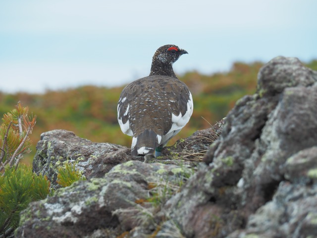 白馬乗鞍岳の雄雷鳥