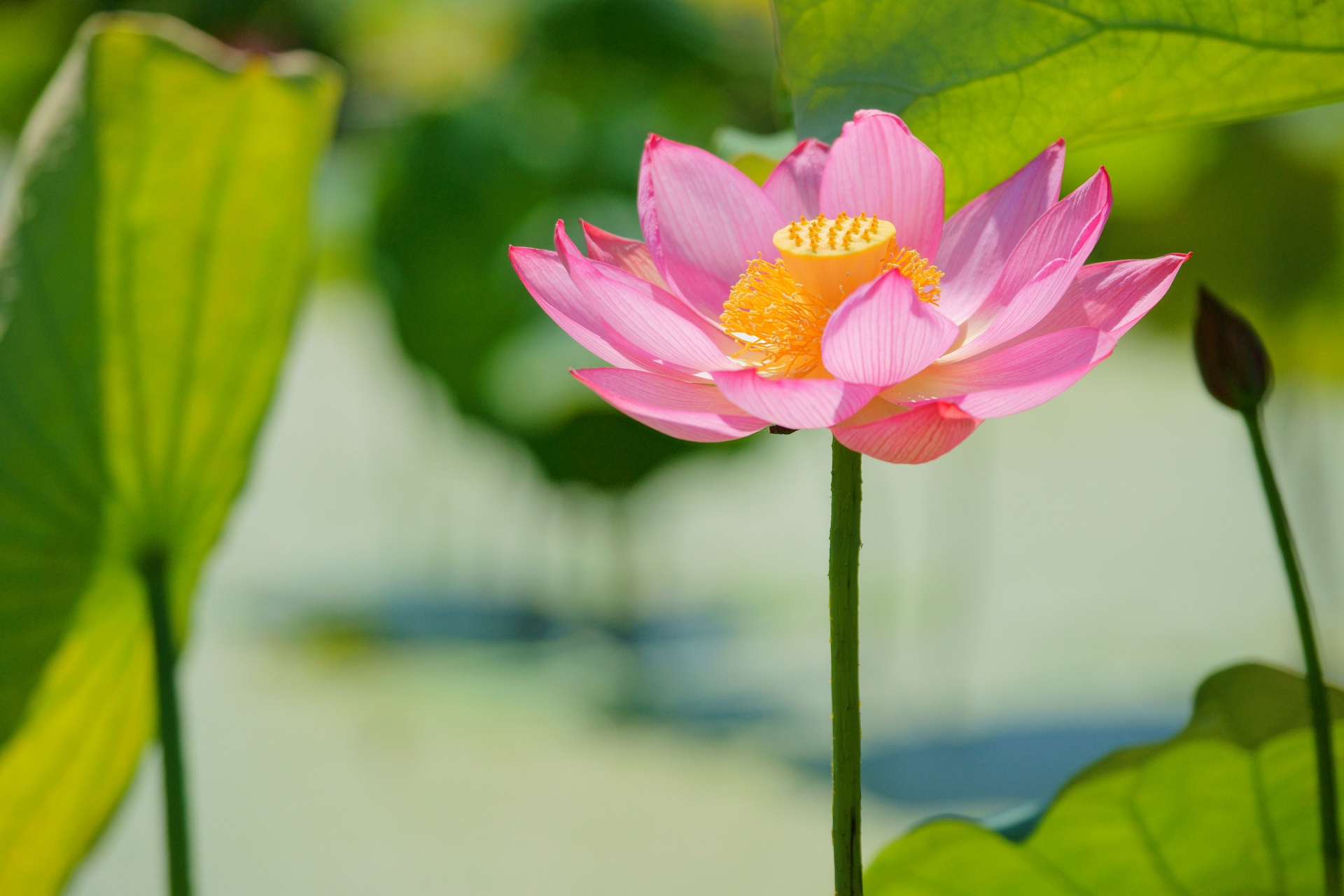 花 植物 花蓮公園の毎葉蓮 壁紙19x1280 壁紙館