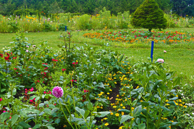 紫竹ガーデンの花園