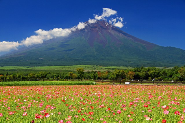 夏雲湧く富士山