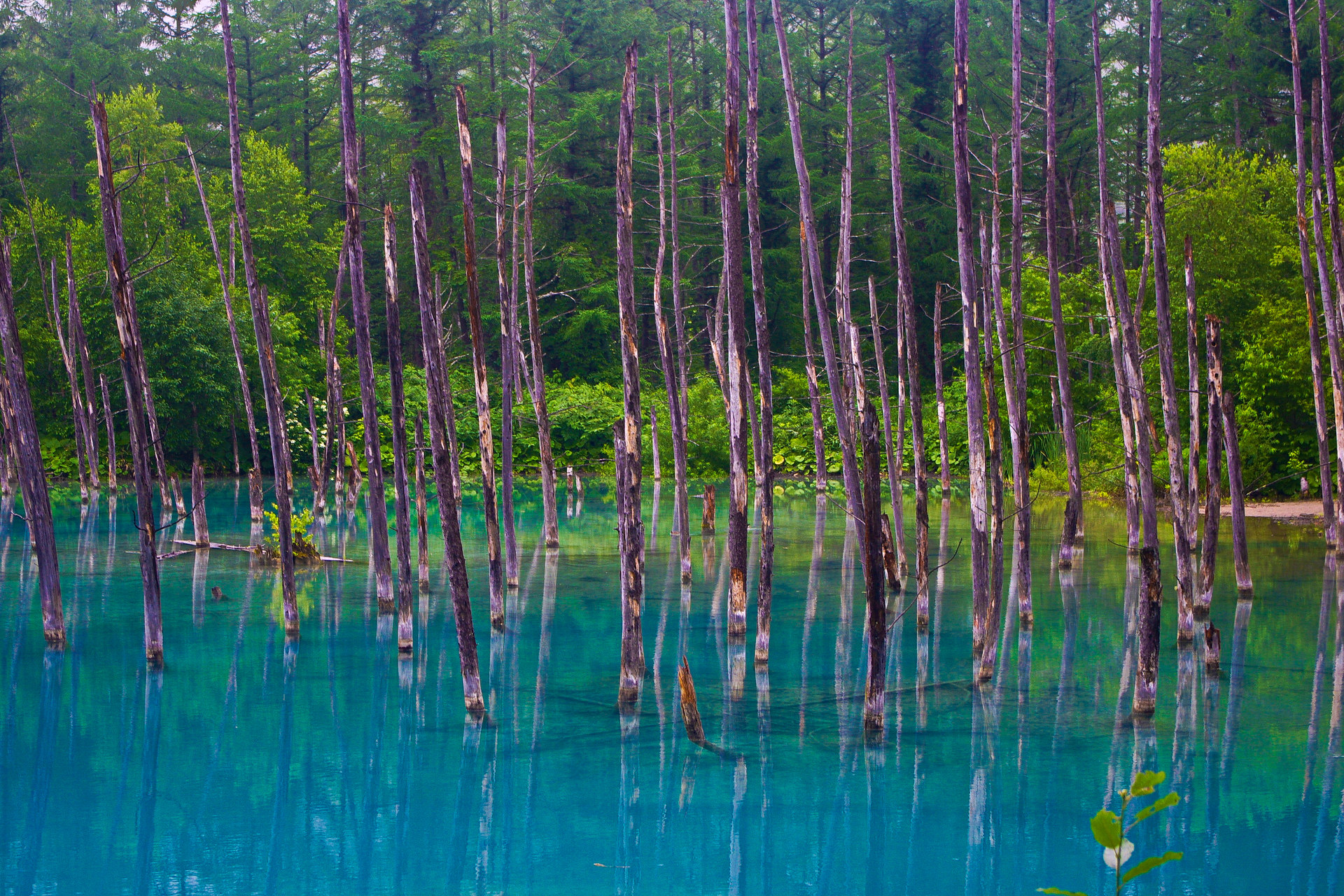 日本の風景 美瑛ブルー 青い池 壁紙19x1280 壁紙館