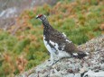 雷鳥坂の雄雷鳥2