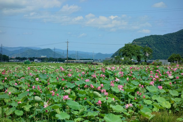 咲き始めた堂宮の花蓮