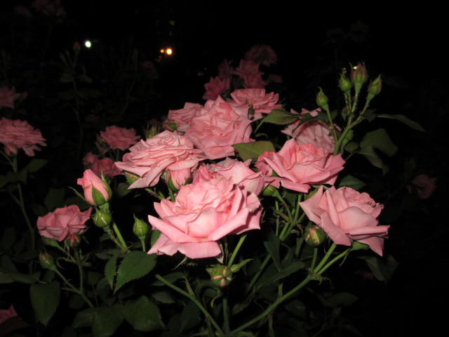 夜中の薔薇