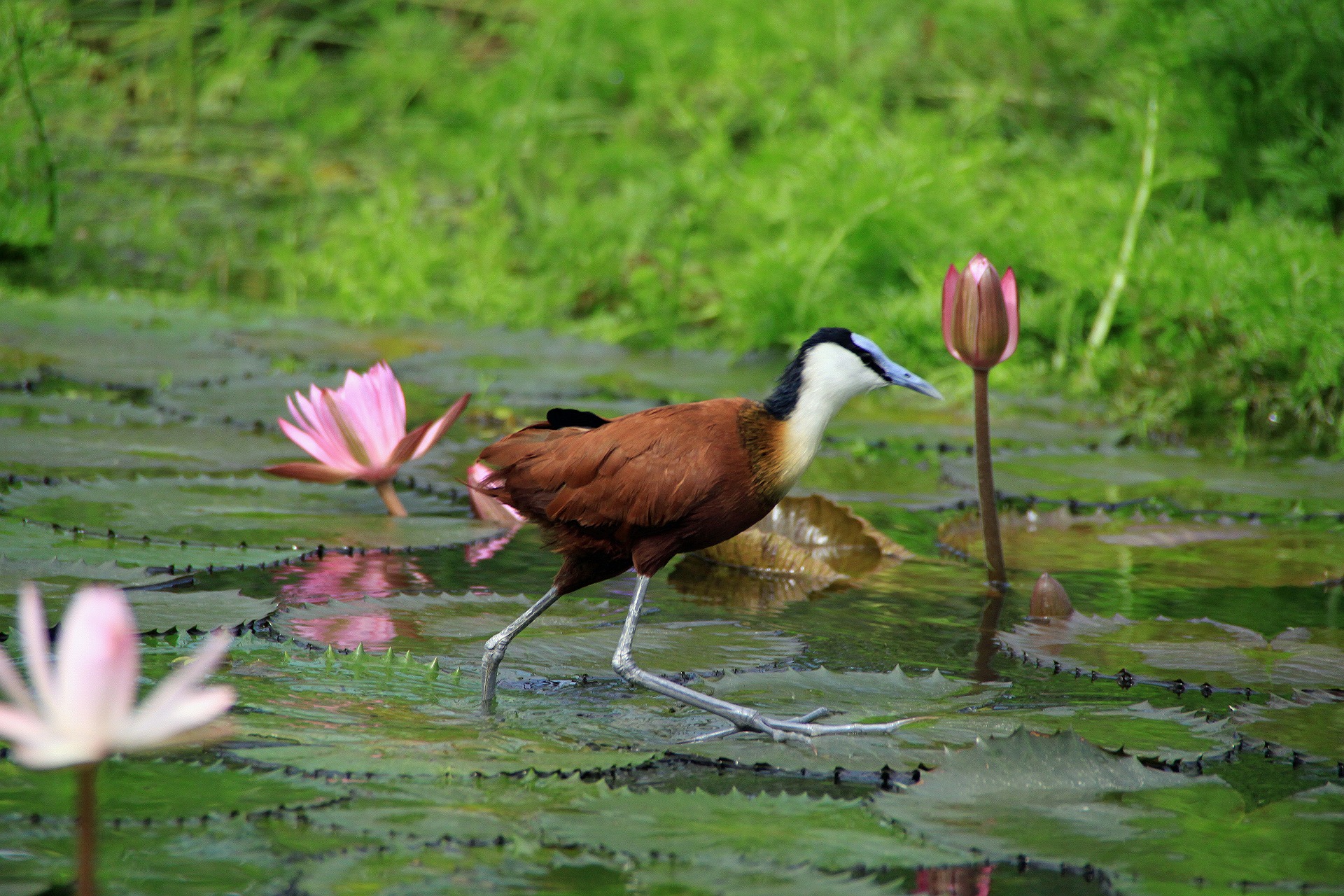 動物 鳥 ペンギン アフリカレンカク 壁紙19x1280 壁紙館