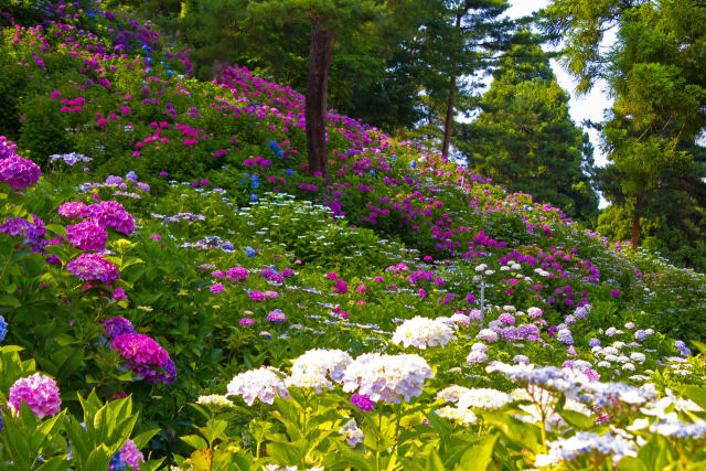 太閤山ランド紫陽花園