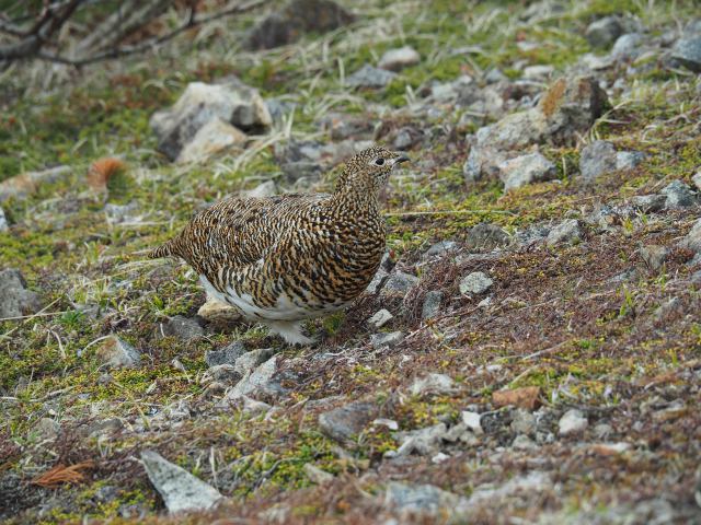 雷鳥坂の雌雷鳥