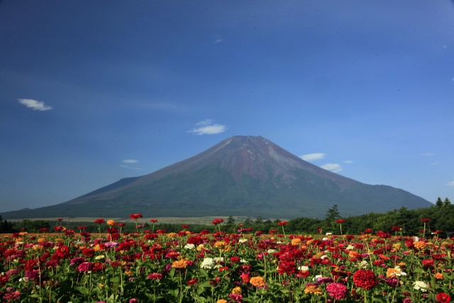 百日草と富士山