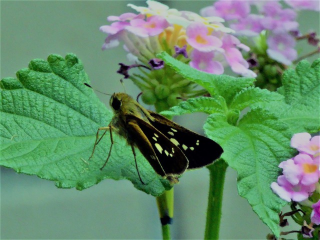 花と蝶