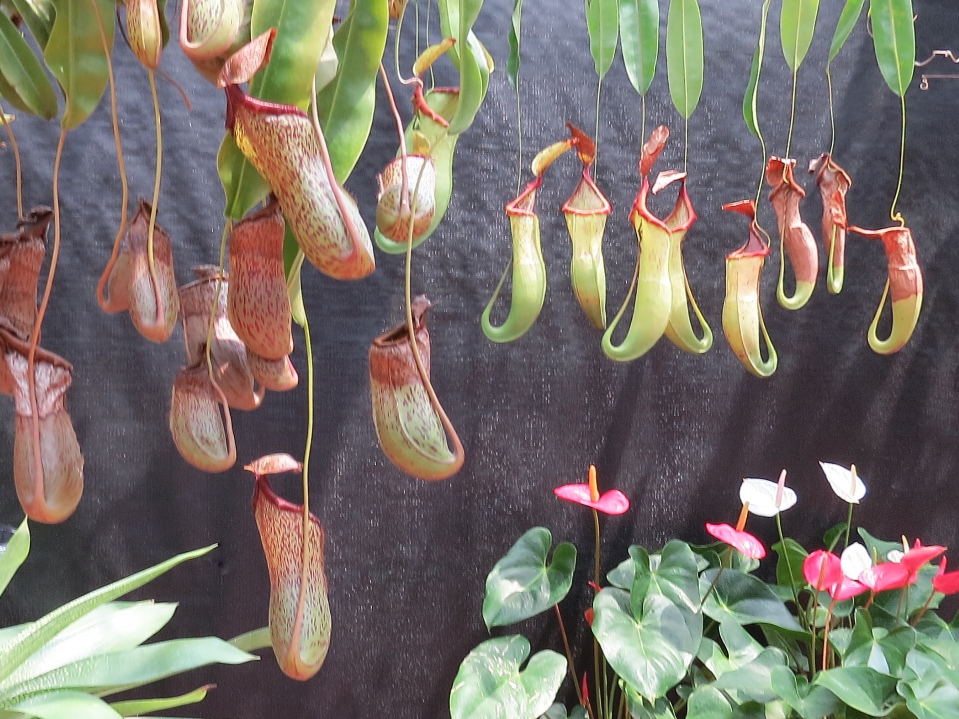 花 植物 人気の食虫植物ネペンテス 壁紙19x1440 壁紙館