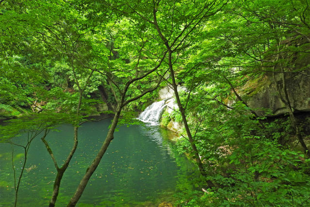 渓流-夏15-緑の淵
