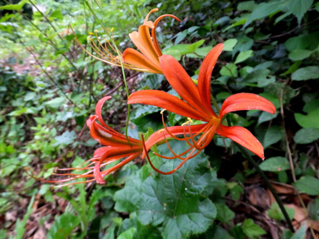 井原山の花 キツネノカミソリ