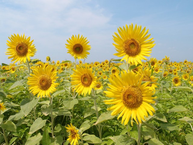 夏を謳歌するひまわり