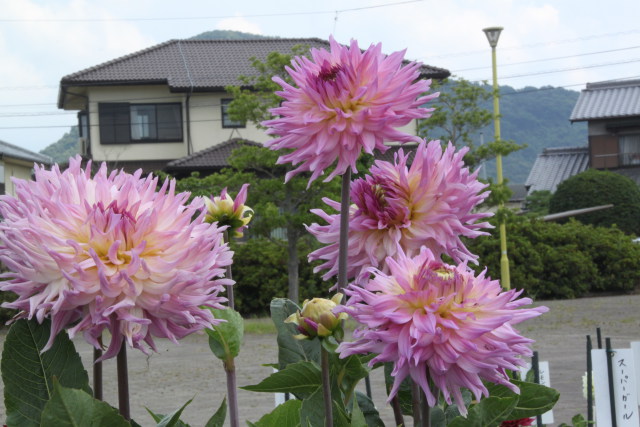 ダリアの花2