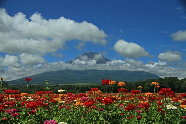 富士山と百日草