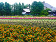 ファーム富田 夏の花園