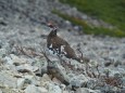 小蓮華山の雄雷鳥