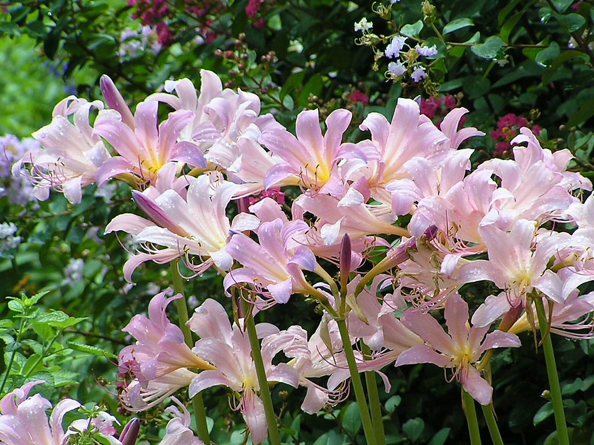 花 植物 夏水仙 ナツズイセン 壁紙19x1440 壁紙館