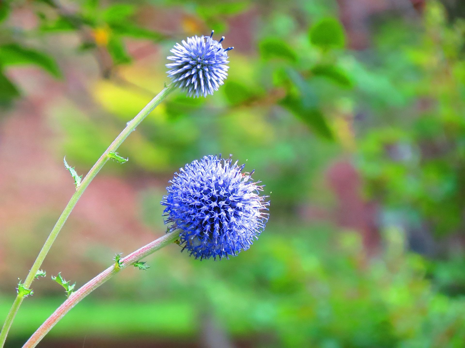 花 植物 ルリタマアザミ 瑠璃玉薊 壁紙19x1440 壁紙館