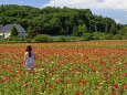 満開の百日草