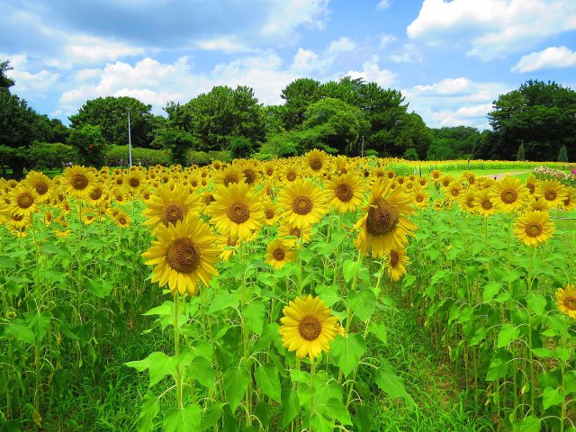 ヒマワリ咲く夏の公園