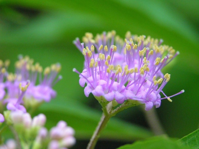 ムラサキシブの花