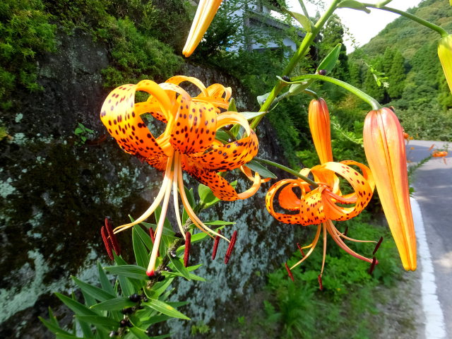 山道に咲いていた花