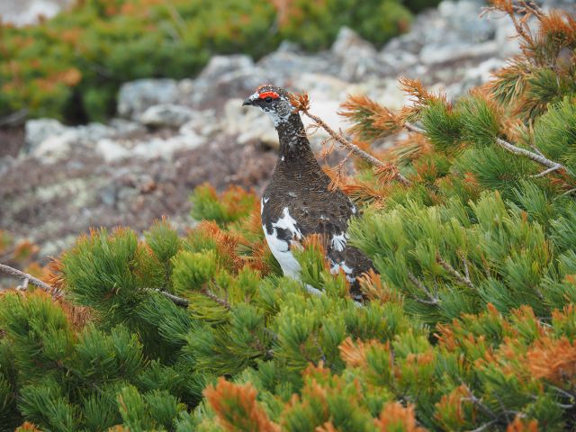 小蓮華山の雄雷鳥2