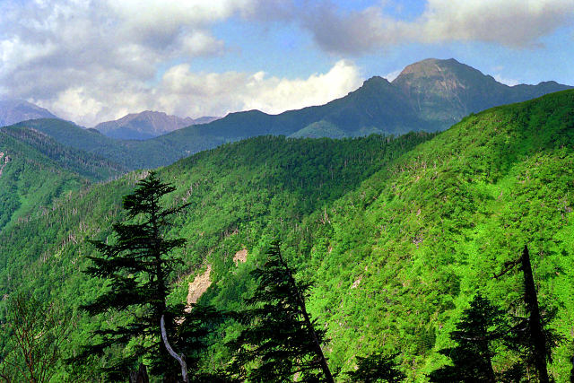 三伏峠への登山道からの塩見岳