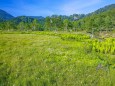 ワタスゲの田の原湿原