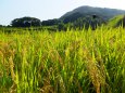 棚田には、もう秋の気配が・・・