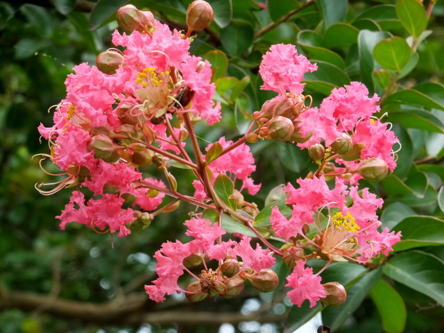 夏！ 百日紅の花