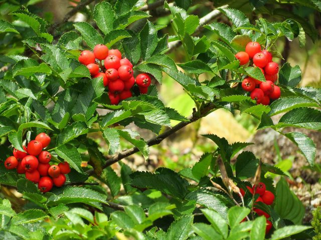 赤くなった深山ナナカマドの実