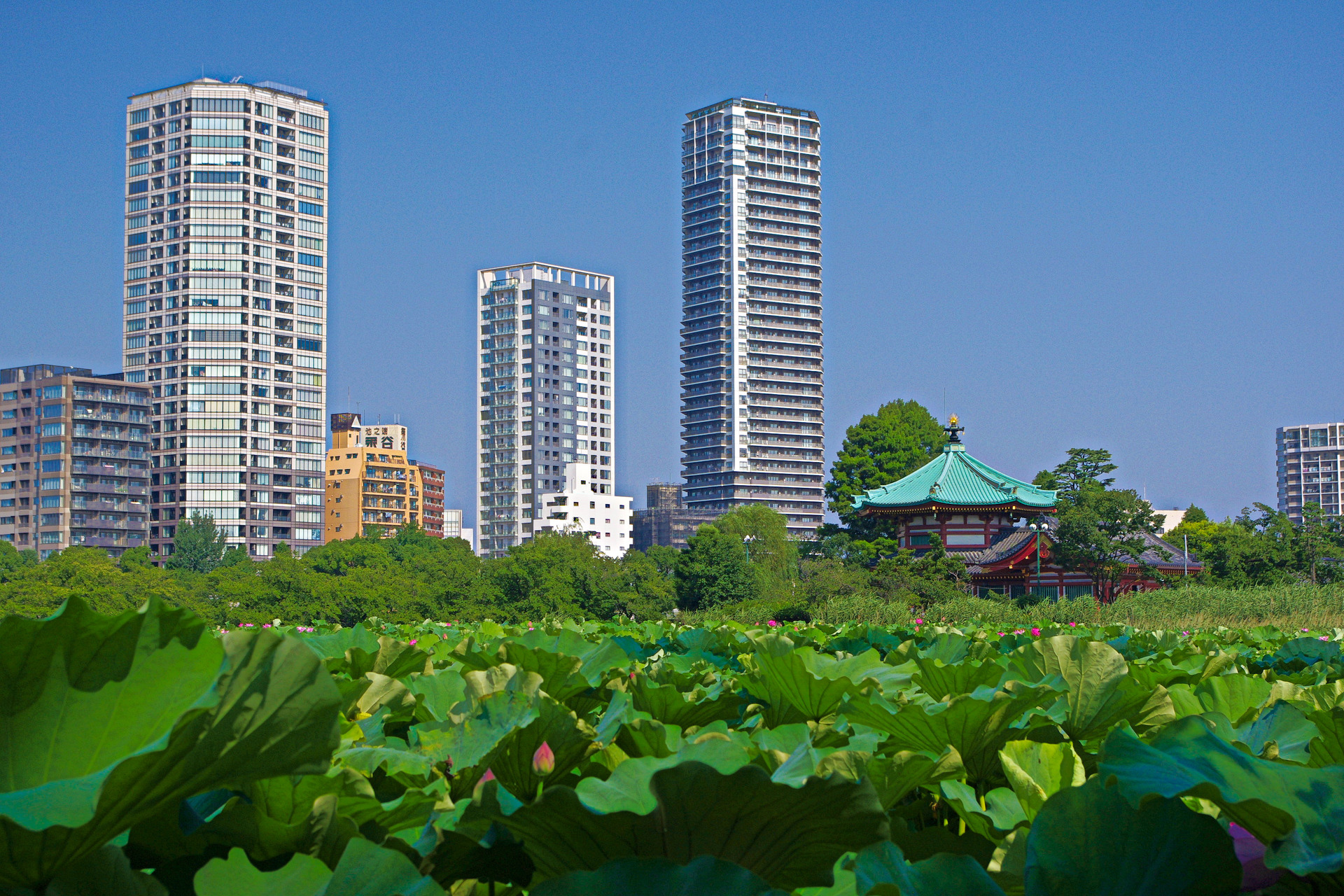 トップ100夏景色 壁紙 美しい花の画像