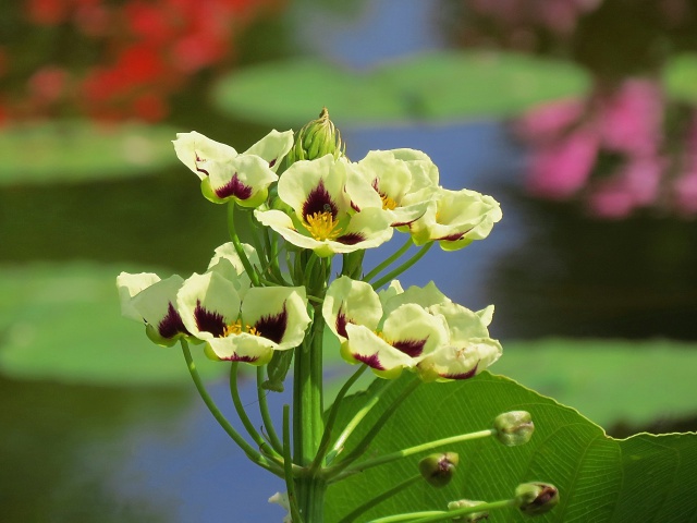 黄花タイリンオモダカ