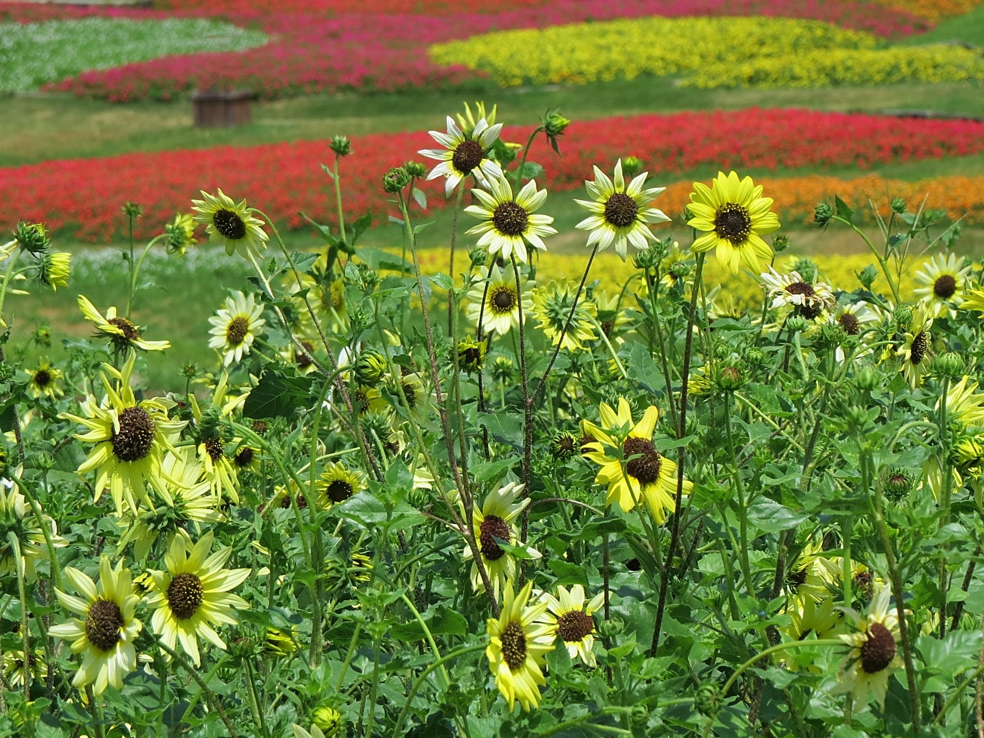 花 植物 向日葵 イタリアンホワイト1 壁紙19x1440 壁紙館