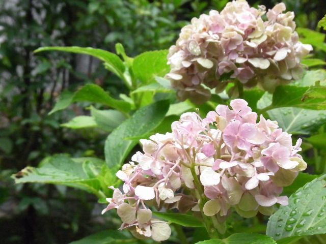 真夏の紫陽花