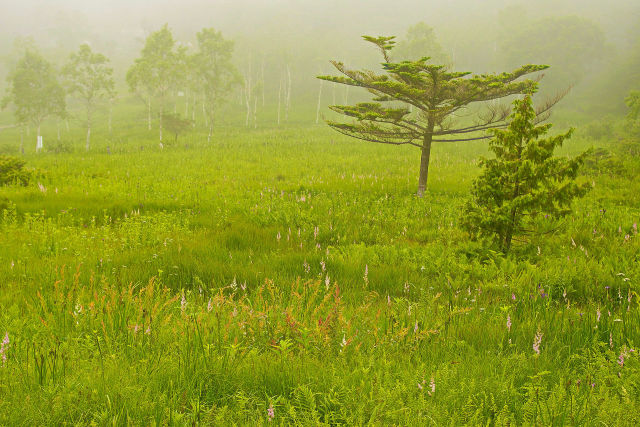 幻想的な湿原風景