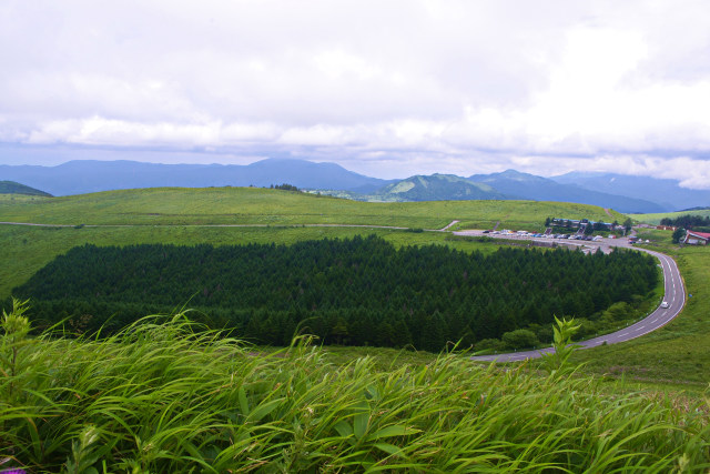 夏の霧ヶ峰高原