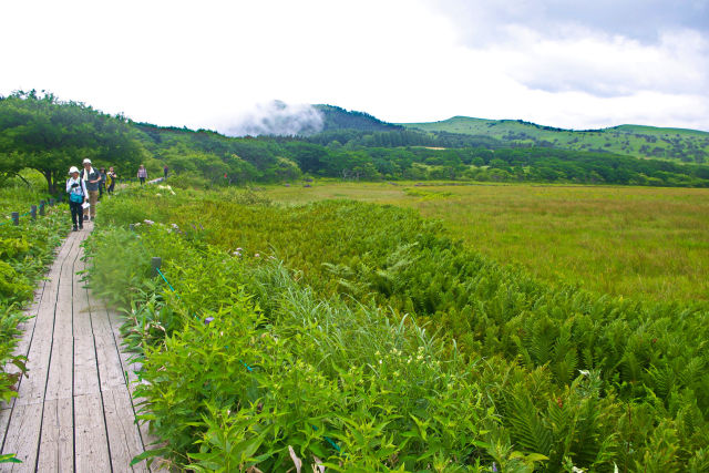 夏の八島ヶ原湿原