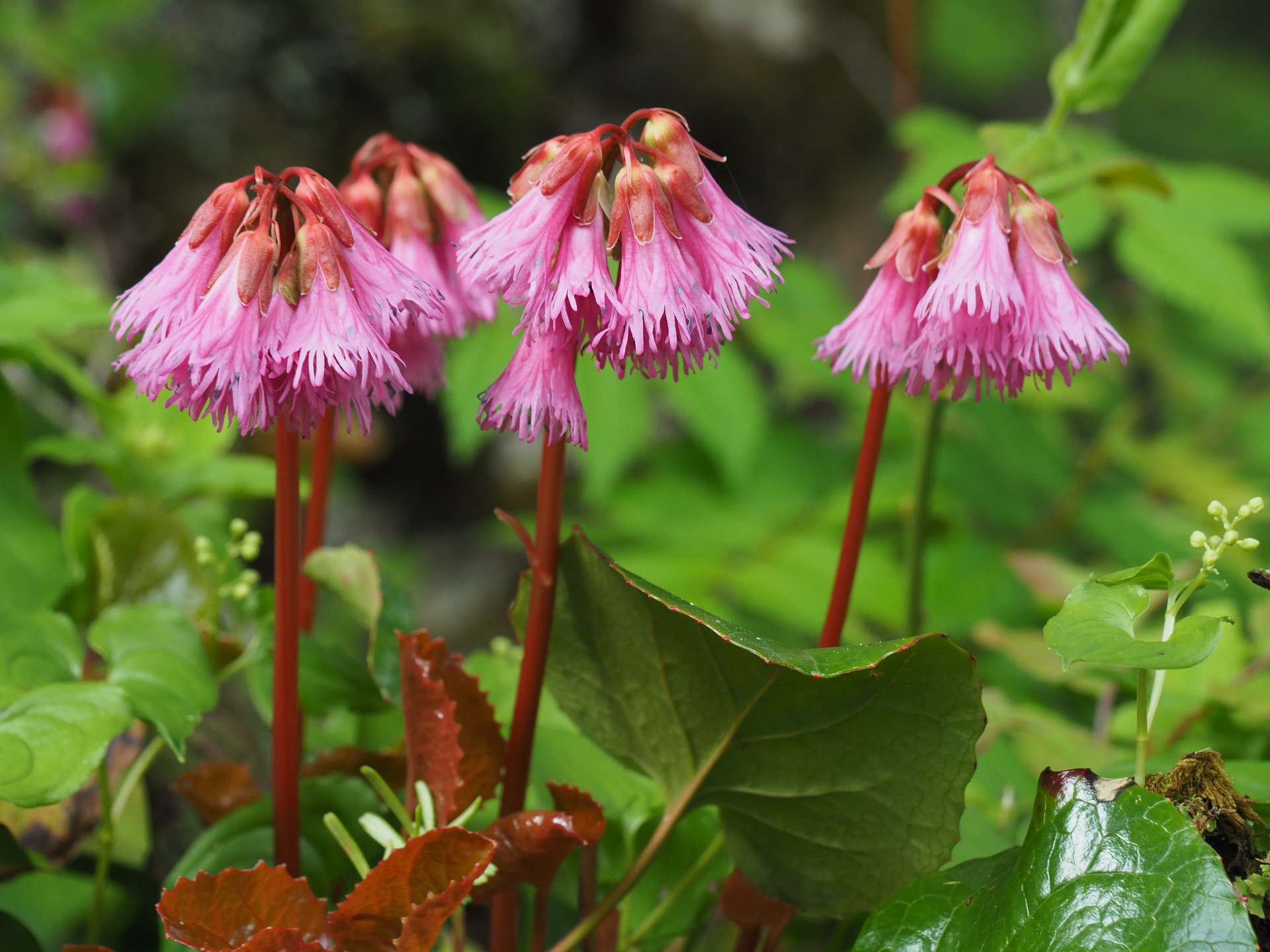 花 植物 コイワカガミ 壁紙19x1440 壁紙館